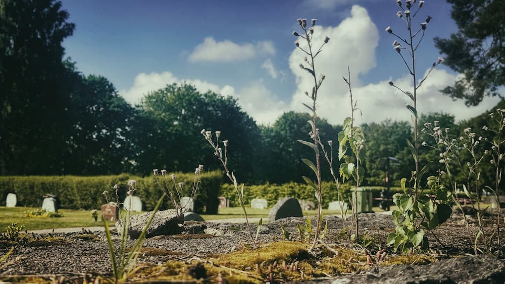 The silent shift: When cemeteries become sanctuaries for life